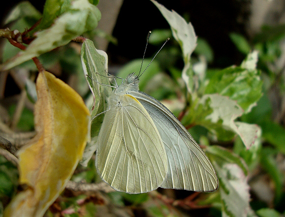 Appias olferna male, Cuttack, Orissa, India by Haraprasan Nayak