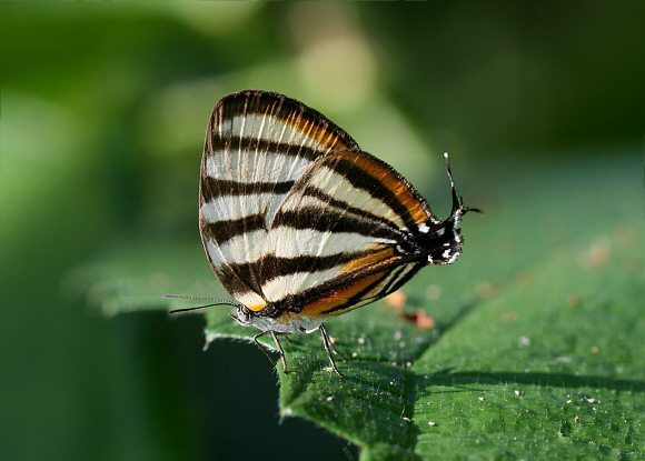 Arawacas%20separata%202294 001b - Learn Butterflies