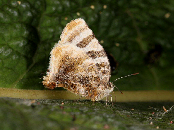 Mottled Hairstreak