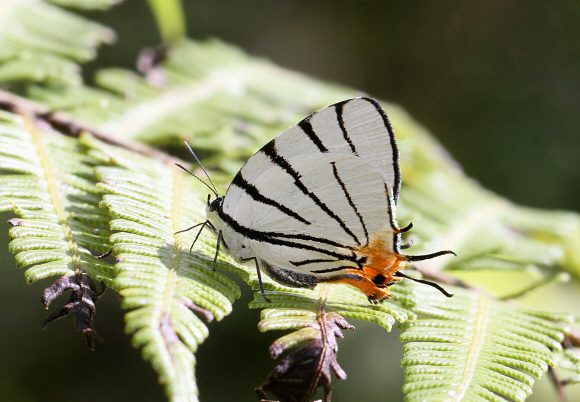 Arawacus leucogyna, Otun-Quimbaya, Colombia – Adrian Hoskins