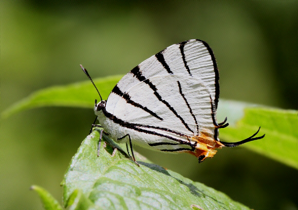 Narrow-lined Hairstreak