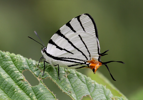 Arawacus leucogyna, Otun-Quimbaya, Colombia – Adrian Hoskins