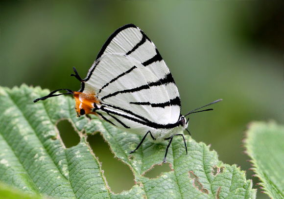 Arawacus leucogyna, Otun-Quimbaya, Colombia – Adrian Hoskins