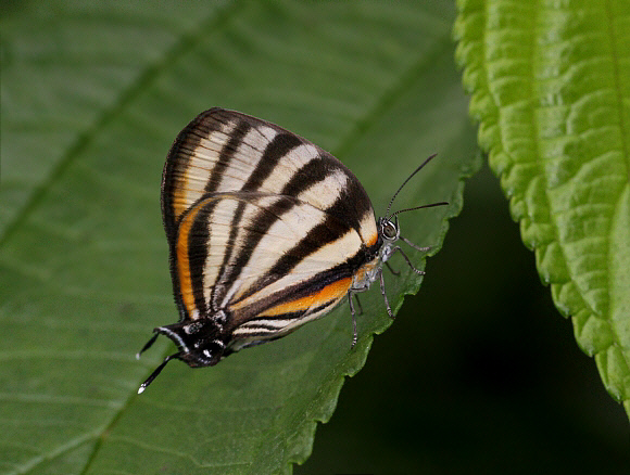 Arawacus separata, Tingo Maria, Peru ï¿½ Adrian Hoskins