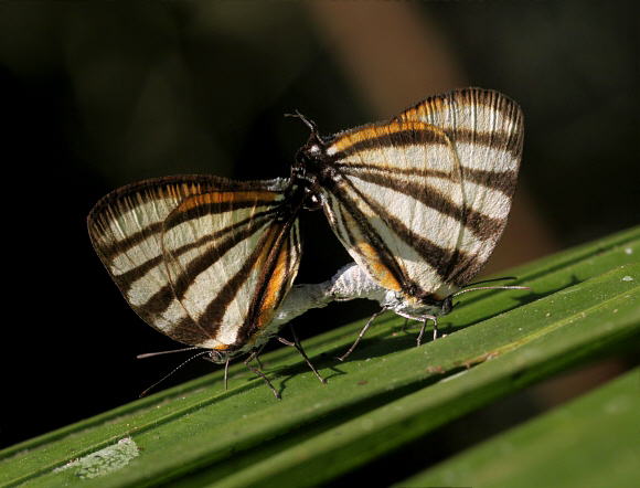 Arawacus separata, Tingo Maria, Peru – Adrian Hoskins