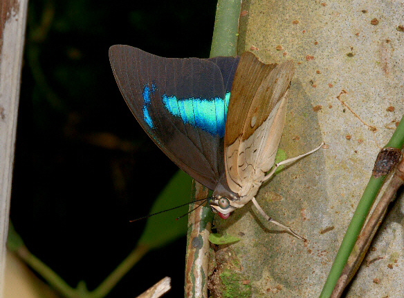 Turquoise-banded Shoemaker