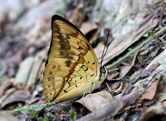 Archaeoprepona%20licomedes%204015 001a - Learn Butterflies