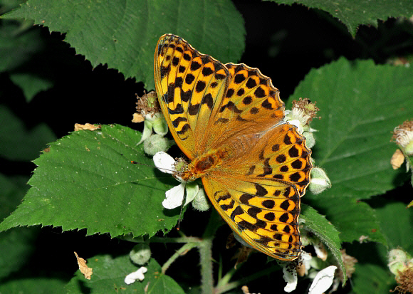 Argynnis%20paphia%200525 002b - Learn Butterflies
