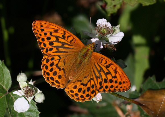 Argynnis%20paphia%206343 001a - Learn Butterflies