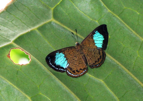 Turquoise Jewel