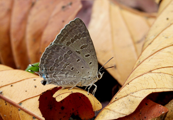 Indian Oakblue