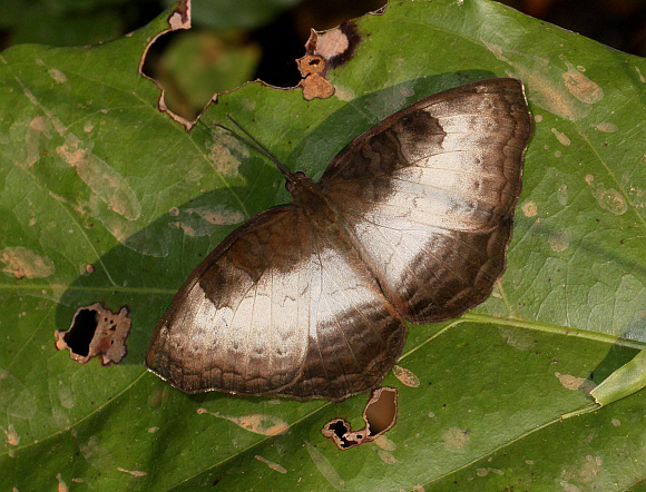 White-banded Castor