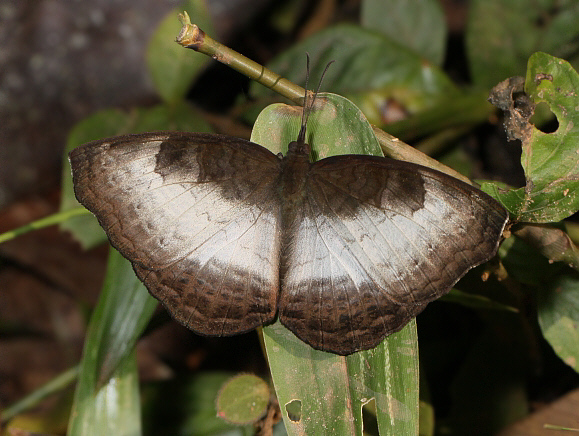 Ariadne albifascia, Bobiri forest, Ghana – Adrian Hoskins