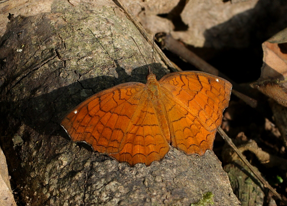 Ariadne ariadne, Ultapani, Assam, India - Adrian Hoskins