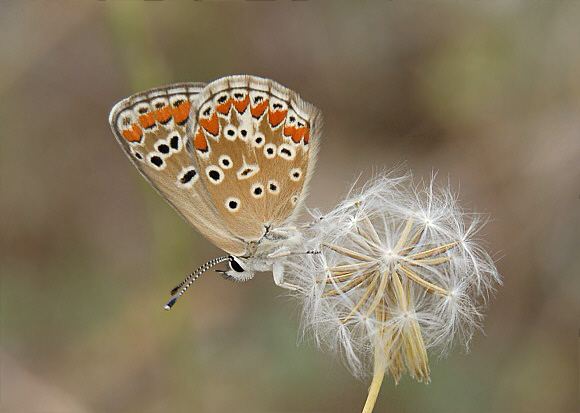 Aricia%20agestis%200857 001a - Learn Butterflies