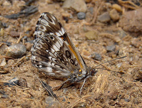 Inca Metalmark