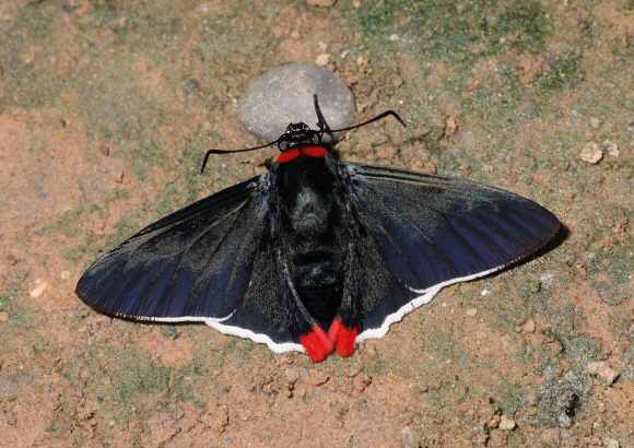 Red-collared Firetip