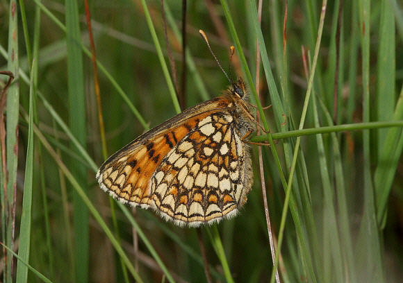 Assmann s%20Fritillary%20unsPBJa - Learn Butterflies