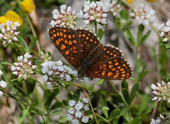 Assmann’s Fritillary