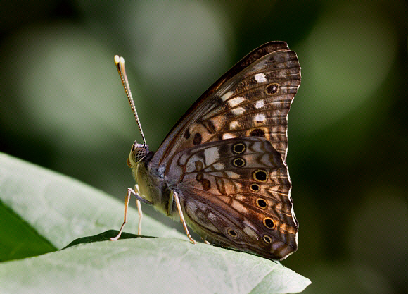 Hackberry Emperor