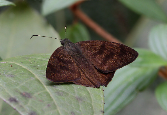 Astraptes anaphus aniza, Otun-Quimbaya, Colombia - Adrian Hoskins