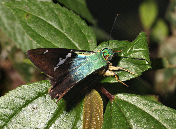 Blue Flasher