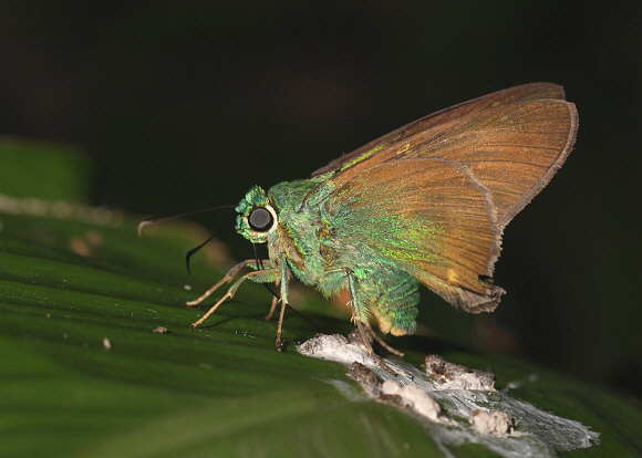 Green Flasher