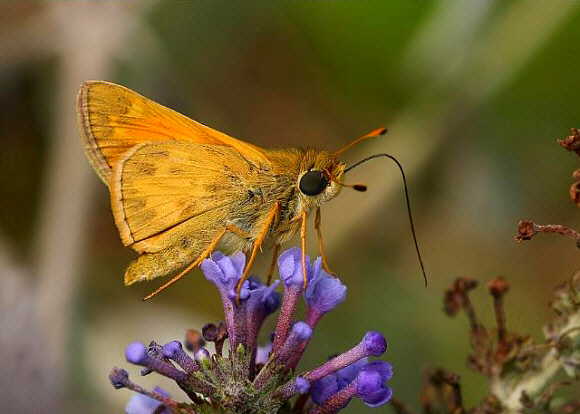 Sachem Skipper