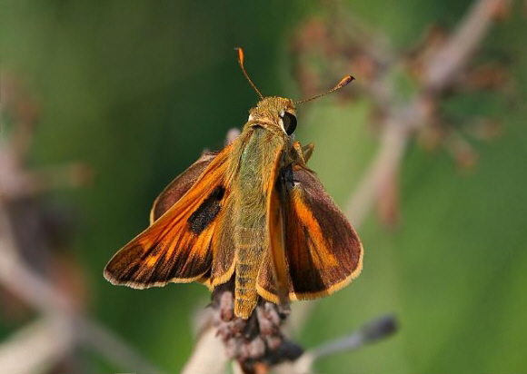 Atalopedes campestris, male, Tennessee, USA - Ken Childs