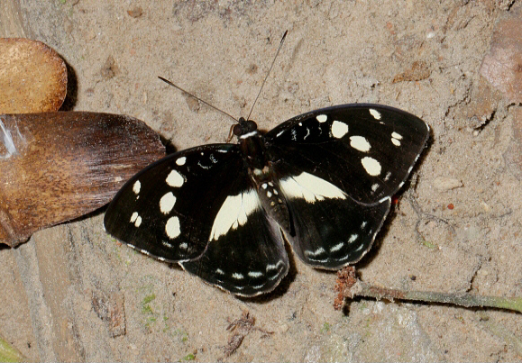 Aterica galene, male, Bobiri forest, Ghana - Adrian Hoskins