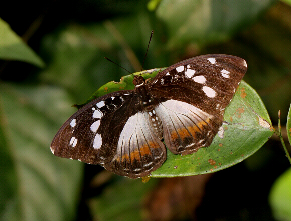 Aterica galene, female, Bobiri forest, Ghana - Adrian Hoskins