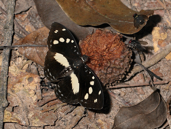 Aterica galene, male, Bobiri forest, Ghana - Adrian Hoskins