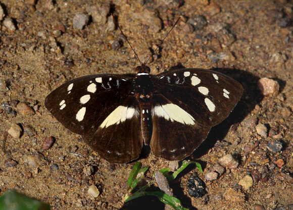 Forest Glade Nymph