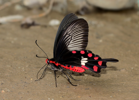 Atrophaneura aristolochiae, Ultapani, Assam, India - Adrian Hoskins