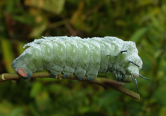 Attacas%20atlas%20larva%20GCW%20001a - Learn Butterflies