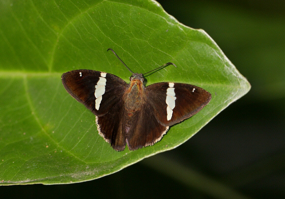 Twin-spot Banded Skipper