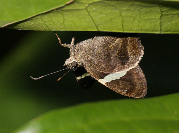 Autochton bipunctatus, Yarinacocha, Pucallpa, Peru - Adrian Hoskins