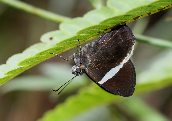 Spike-banded Skipper