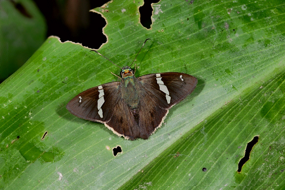 Common Banded Skipper