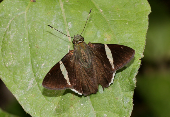 Autochton zarex male, Santa Fe de Antioquoia, Colombia - Adrian Hoskins