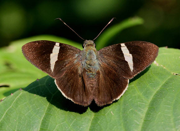 Sharp Banded Skipper