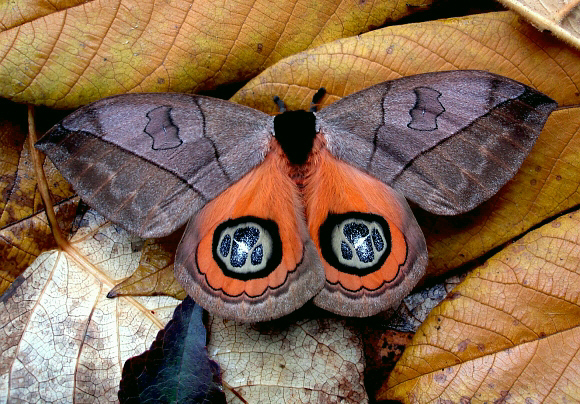 Automeris%20liberia%20001a%20Steve%20Ife - Learn Butterflies