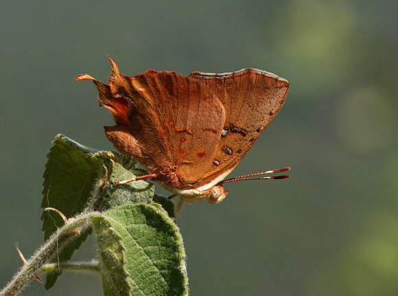 Axiocerses amanga, Arba Minch, Ethiopia – Peter Bruce-Jones