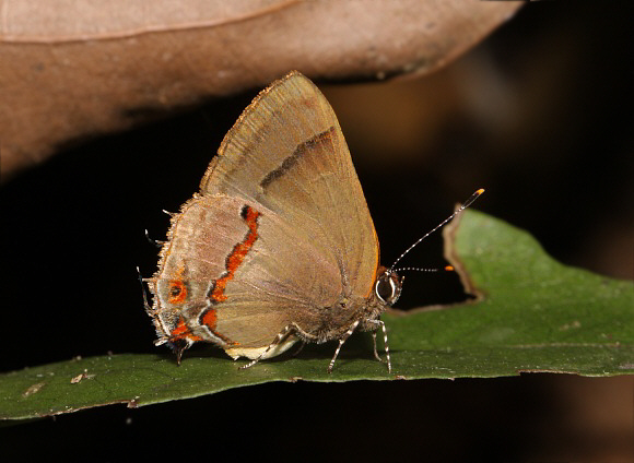 Red-barred Hairstreak