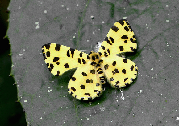 Sulphur Pigmy