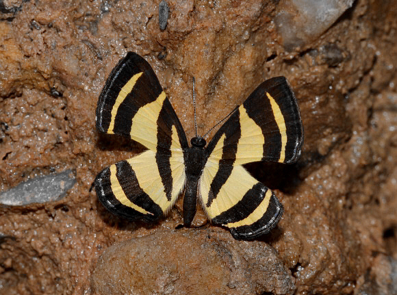 Baeotis%20staudingeri%203199 001a - Learn Butterflies