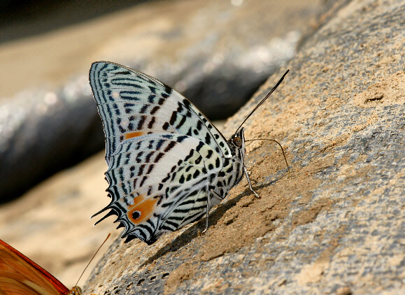 Amazonicus Beauty