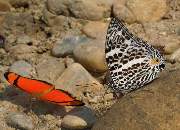 Baeotus deucalion ( right ) and Dryas iulia ( left ), Rio Madre de Dios, Peru - Adrian Hoskins