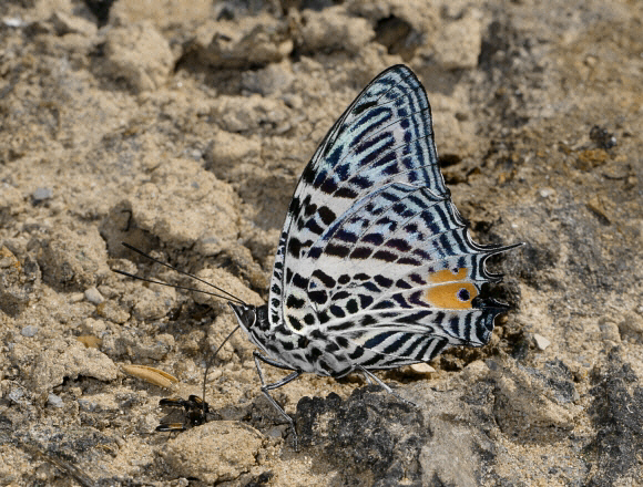 Baeotus beotus, Satipo, Peru - Adrian Hoskins