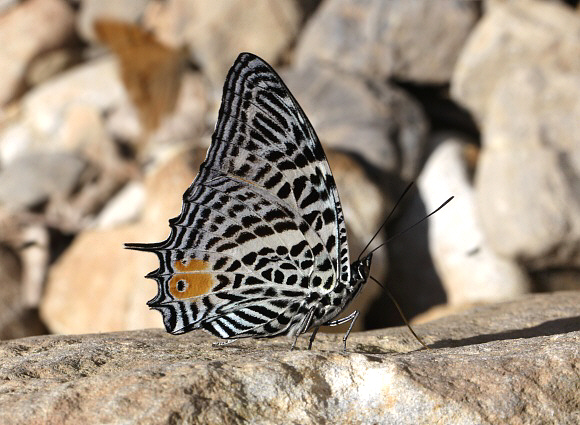 Baeotus beotus, Pauti, Junin, Peru - Adrian Hoskins